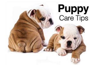 Tips for Taking Care of Your Bulldog | Bulliepupsrus.com