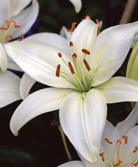 Easter Lilies – The WEIRS TIMES