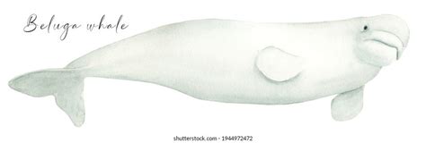 Beluga Whale Watercolor Realistic Hand Drawn Stock Illustration ...