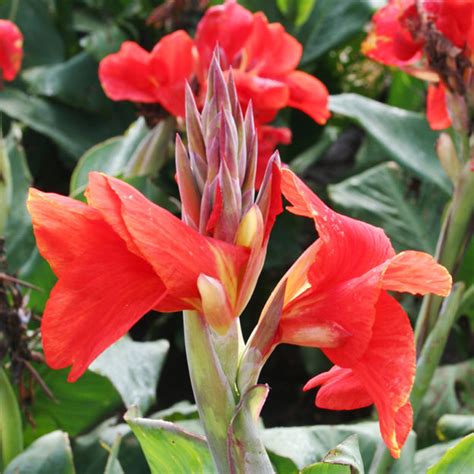 How to Grow Canna Lily Bulbs | Complete Guide to Growing Canna Lilies