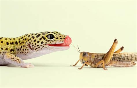 Leopard Gecko Diet Guide for Healthy Feeding | LoveToKnow