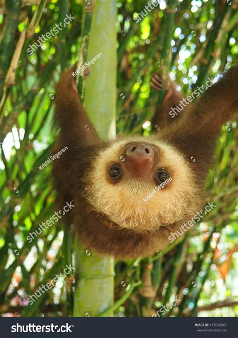 Baby Sloth Hanging Tree Stock Photo 477010801 | Shutterstock