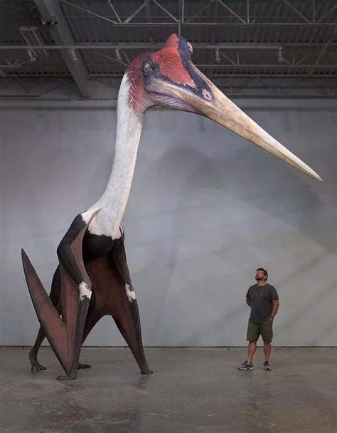 The size of this prehistoric bird that actually existed one day : r/oddlyterrifying