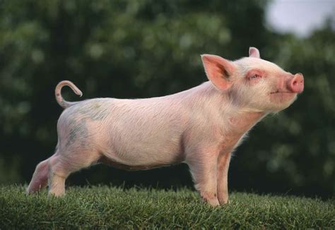 How to Choose Pig Breeds For Your Farm Pet Pigs, Baby Pigs, Animals Beautiful, Beautiful ...