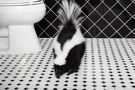 Skunk Removal - Icon Pest - Pest & Wildlife Control Services