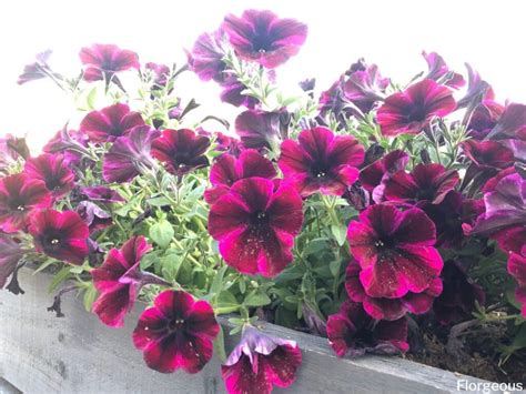 Top 7 Petunia Companion Plants and What Not to Grow | Florgeous