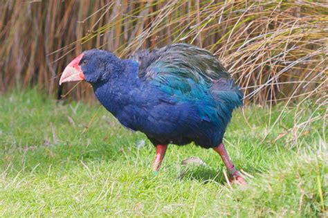 New Zealand's Threatened Species - New Zealand Nature Guy