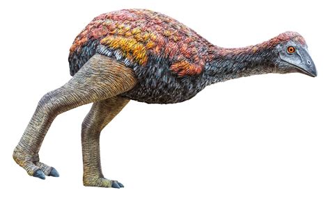 10 Flightless Birds That Are Extinct - A-Z Animals