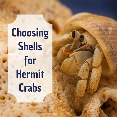 Hermit Crab Without Shell