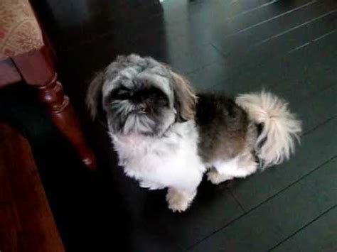 99+ Pekingese Shih Tzu Mix Dog - l2sanpiero