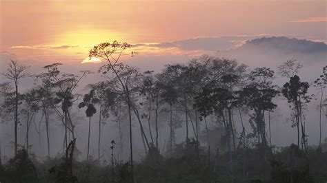 Peru, Rainforest, Sunset, Sunrise, Mist, Forest, Amazon Wallpapers HD / Desktop and Mobile ...