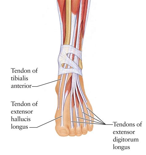 Tendons In The Foot