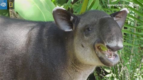 Rare Baird's Tapir Sighting | Costa Rica & Panama | Lindblad Expeditions-National Geographic ...