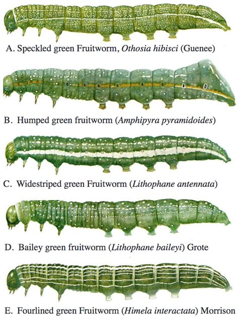 Pink: Spray or Not to Spray (fruit worm complex) » The Jentsch Lab