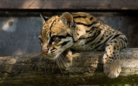 Ocelots, Animals Wallpapers HD / Desktop and Mobile Backgrounds