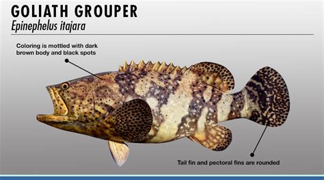 Grouper Identifier | FISHTRACK.COM