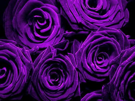 Purple Roses Wallpaper Desktop Background