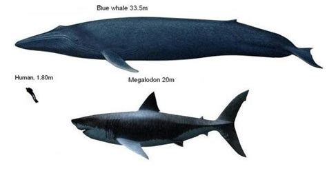 Megalodon Compared To Blue Whale