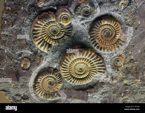 Ammonite fossils Stock Photo: 49393196 - Alamy