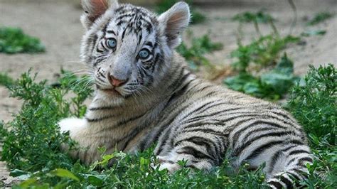 White Tiger Cubs Desktop Wallpapers - Wallpaper Cave