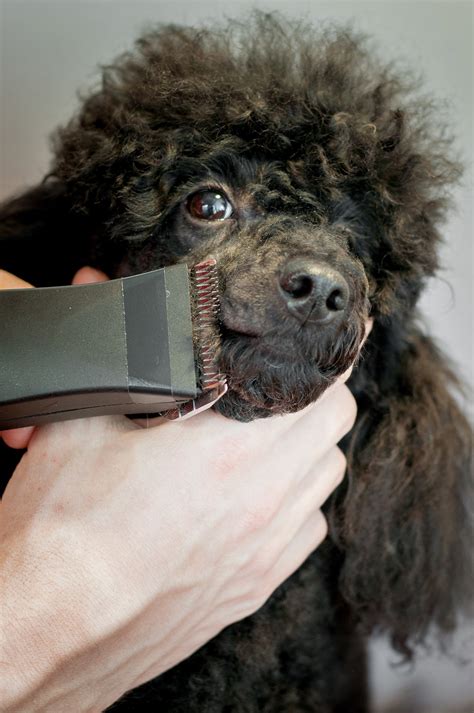 Poodle Grooming - A Complete Guide To How To Groom A Poodle