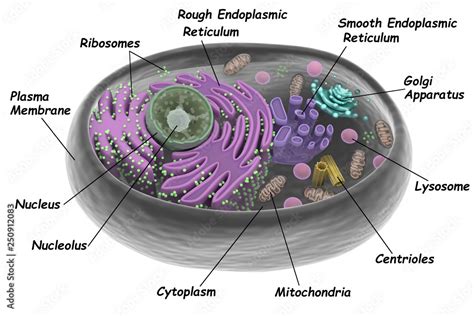 Animal Cell 3d