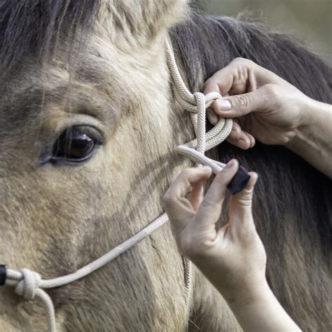 Dy'on Training Head Collar | Rope Halter | Just Equine