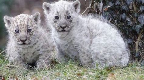 Rare albino jaguar cubs born to a black jaguar mother at a US zoo surprised onlookers