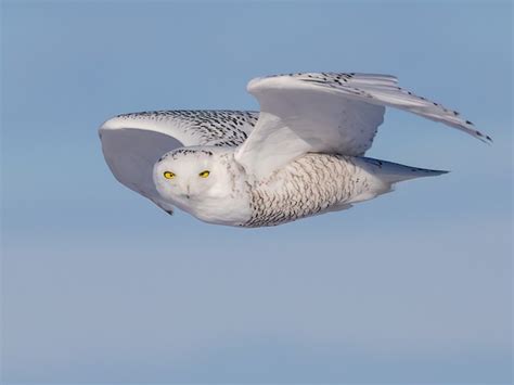 Snowy Owl Flying