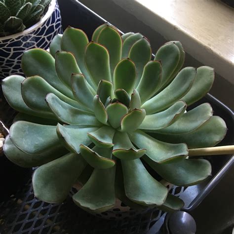 What succulents are these? : houseplants