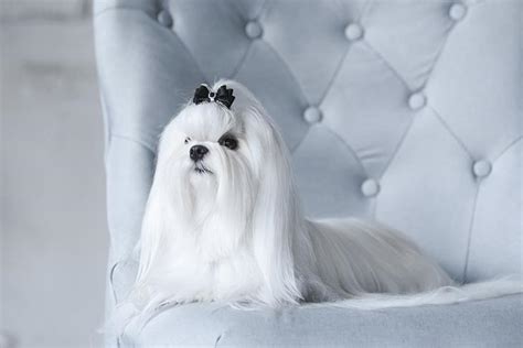 Maltese Dog Breed Information