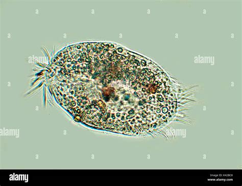 , Ciliés, microscopiques, microscope à lumière blanche, des protozoaires caractérisés par la ...