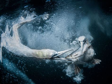 Sony World photography award winners announced | The Independent