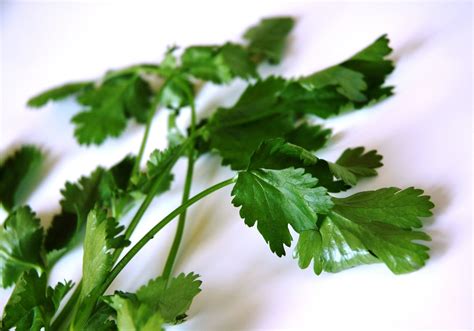 Coriander leaves (herb) Free Photo Download | FreeImages