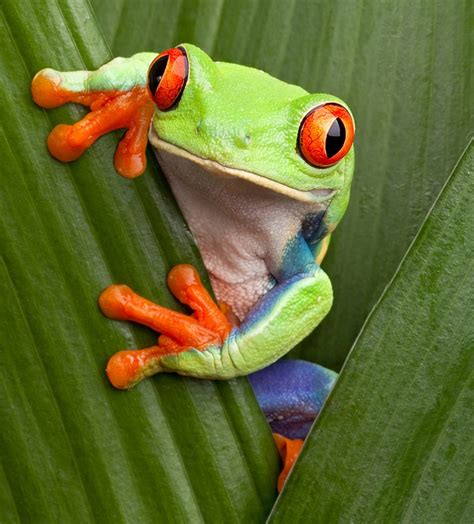 Where Do Tree Frog Live? - AMPHIPEDIA