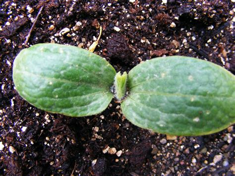 The Haunted Gardens: Pumpkin Seedlings!