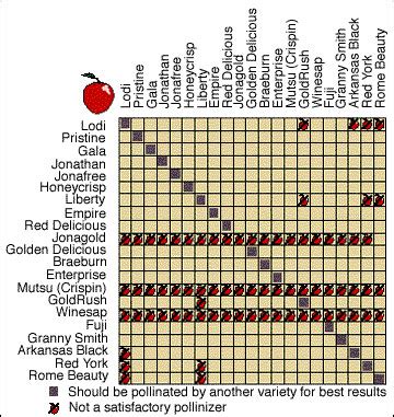 Apple pollination