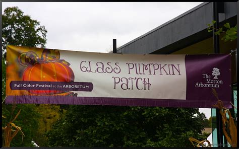 Visiting a Glass Pumpkin Patch | Stephi Gardens