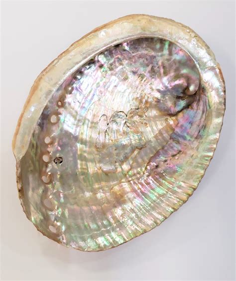 Abalone Shell - Whole, Medium - Size Varies 4-5