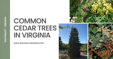 3 Common Cedar Trees In Virginia (Pictures & Identification) - Regional Gardening