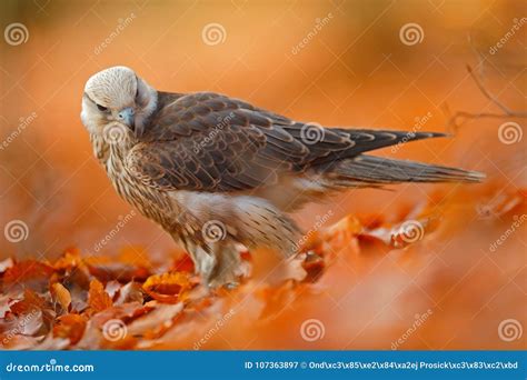 Lanner Falcon, Rare Bird of Prey with Orange Leaves Branch in Autumn Forest, Spain Stock Image ...