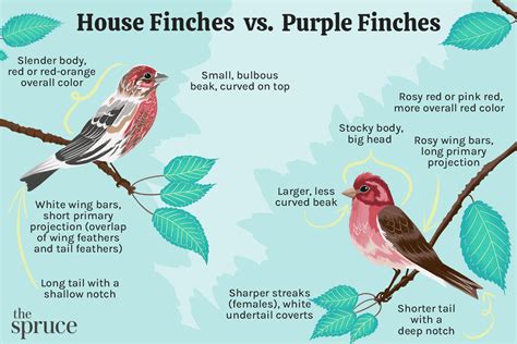 Female House Finch