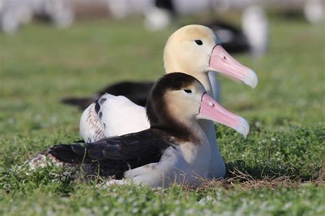 Island Conservation Rare Endangered Albatross Takes Flight from Midway ...