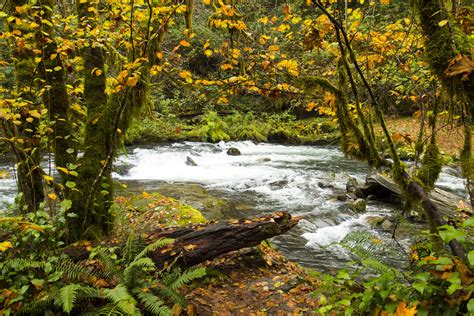 Sweet Creek Trail, Oregon | Fall colors and leaves changing … | Flickr