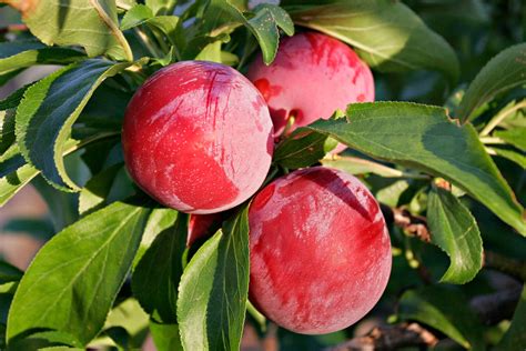 Plum Fruit Tree Flowers The fruit has a single large