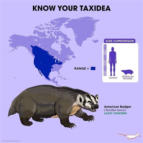 Know Your American Badger | Animal facts, Animal conservation, Animals information