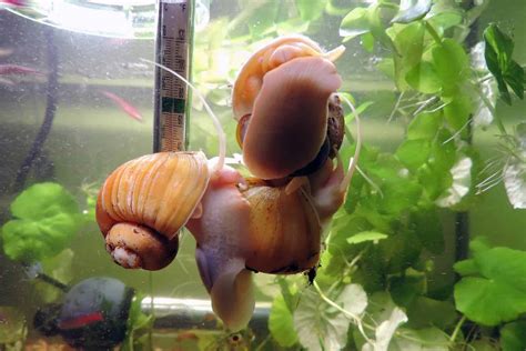 Aquarium Snails You Do Want In Your Tank! - Aquariadise