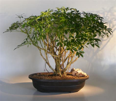 Hawaiian Umbrella Bonsai TreeBanyan Style(arboricola schfflera)