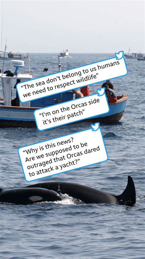 Have rogue orcas really been attacking boats in the Atlantic?