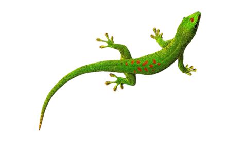 Vibrant Green Lizard Reptile in Wildlife Free Clipart | PNG All